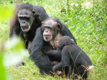 Reproduction of Chimpanzees - Home