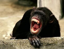mating reproduction troglodytes pan chimpanzees systems chimp corel
